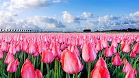 wallpapernarium: Bello campo de flores rosadas