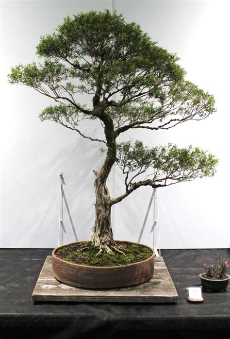 National Bonsai Convention 2019 Part 4 Wattos Bonsai Blog