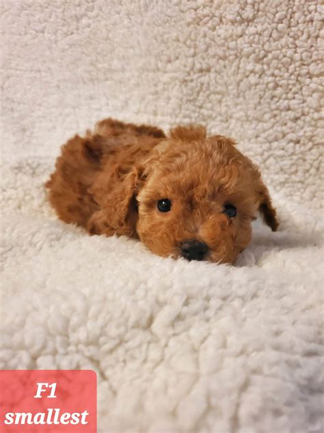 Miniature Goldendoodle And Labradoodle Puppies For Sale Goldenbelle Doodles