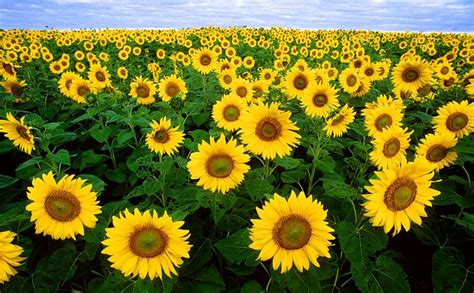 How Do Sunflowers Reproduce Proflowers Blog
