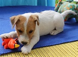 Parson Russell Terrier Welpen - Terrier