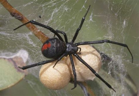 Black widow spiders are found in many areas of the world, but are found mostly in the western hemisphere, particularly north america. Les dangers de la faune australienne | Australia Australie