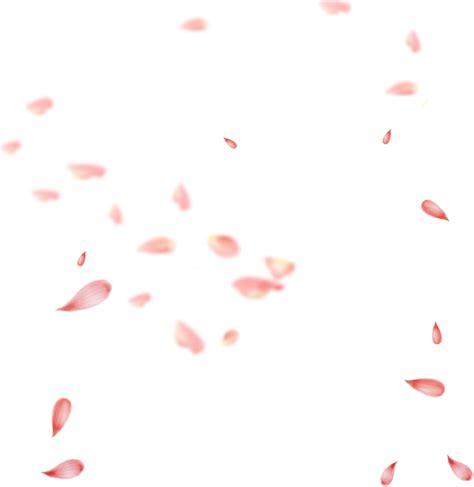 Cherry Blossom Petal Png PNG Image Collection