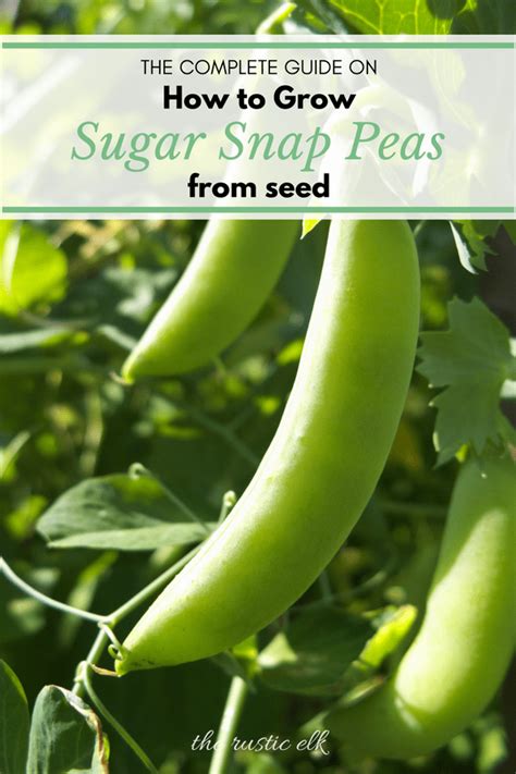 The Ultimate Guide To Growing Sugar Snap Peas From Seed Growing Peas