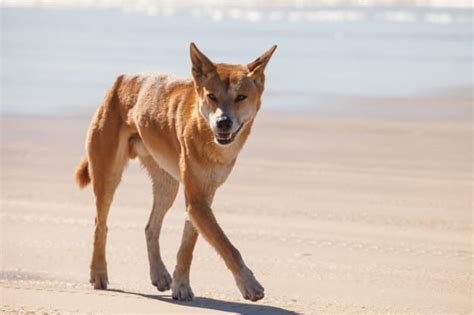Conheça O Cão Selvagem Australiano O Dingo Web Cachorros