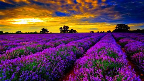 Sunset Over Lavender Fields Lavender Fields Pinterest Lavender