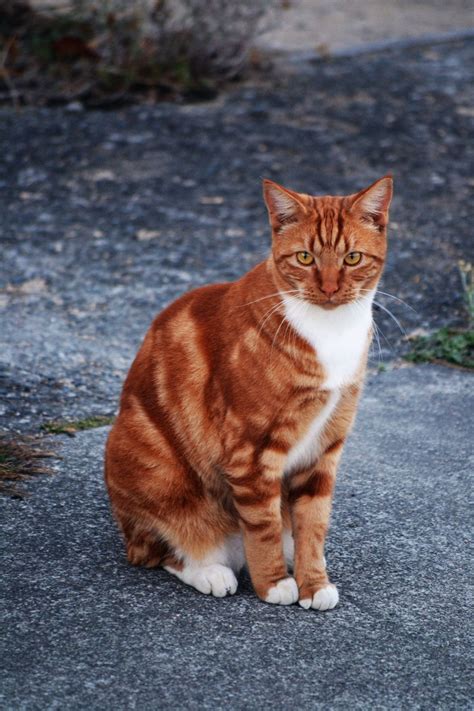 Ginger Tom Cat Stock 1 By Jojo22 On Deviantart Cats Pretty Cats