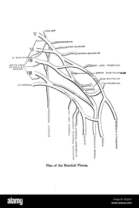 Informative Illustration Of The Plan Of The Human Brachial Plexus Stock