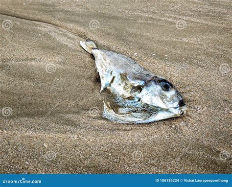 The Remains Of Dead Fish On The Beach Stock Photo Image Of Chemistry