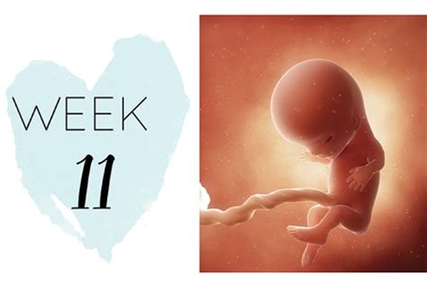 11 Weeks Pregnant Pregnancy Symptoms Ohbaby