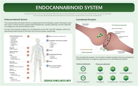 everything you need to know about the endocannabinoid system