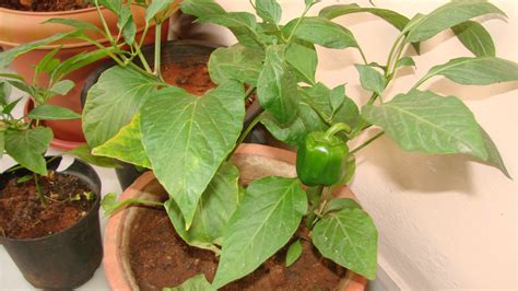 How To Grow Bell Peppers In A Container Vegetable Garden
