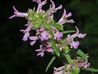 Lamiaceae - Stachys officinalis-2 | Lamiaceae - Stachys offi… | Flickr