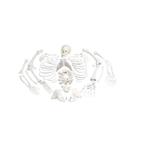 3b Scientific Disarticulated Human Skeleton Model Complete With 3 Part