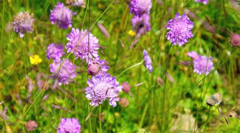 Scabiosa How To Grow And Care For Pincushion Flowers