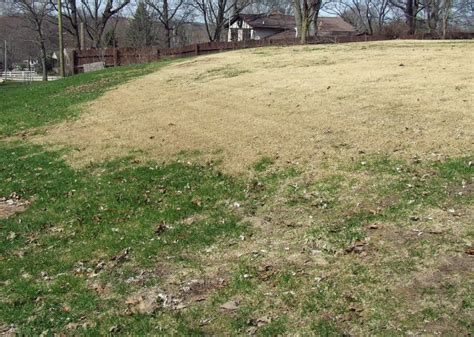 Zoysiagrass A Warm Season Grass In A Cool Season World Msu Extension