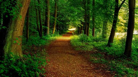 Forest Path Wallpapers Wallpaper Cave