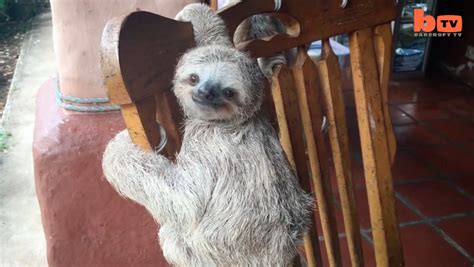 Huffpost Uk On Twitter These Orphaned Baby Sloths