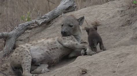 Moment Of The Week Hyena Cub Cuteness Youtube