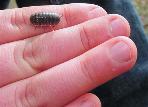 Dec 12, 2019 · 15 fascinating facts about pill bugs. Pill bugs known by variety of different names, traits ...