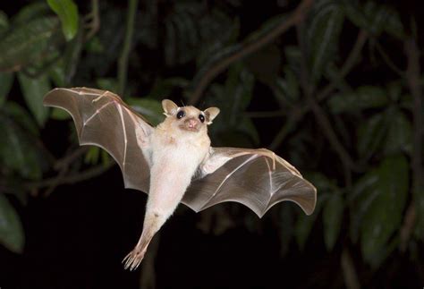 Pin By Batqueen66 On Bats Bat Species Fruit Bat Cute Bat