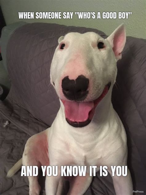 10 Best Walter Dog Memes And Story Behind The Hilarious Nelson Petpress