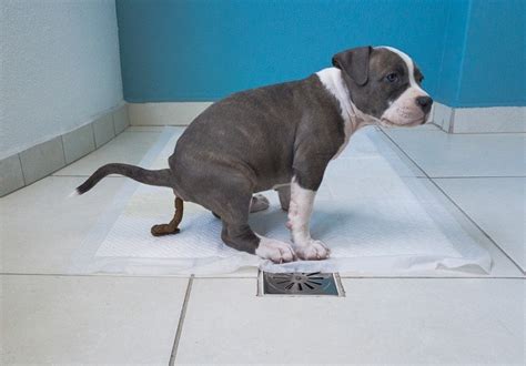 What Should My Puppies Poop Look Like Simple And Effective Tips