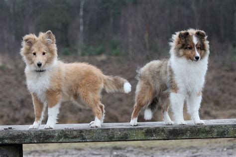 Two Sheltie Puppy On A Wooden Bench Wallpapers And Images Wallpapers