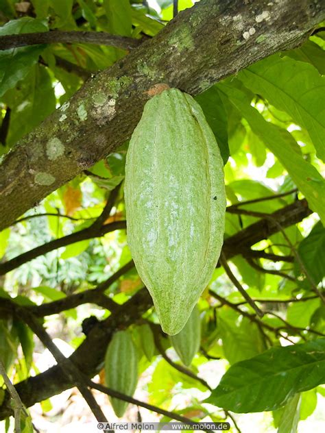 In fact, it was the main crop cultivated before the plantation fields were converted into oil palm in an interview with the malaysian reserve, ceo brandon tay spoke at length on the state of malaysia's cocoa industry and his plans to expand the. Photo of Cocoa fruit. Cocoa Plantation, Perak, Malaysia