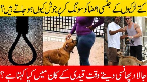 Why Dog Smell Our Private Parts Most Enigmatic Facts Usman Raza
