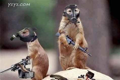 Funny Pictures Of Animals With Guns Funny Png