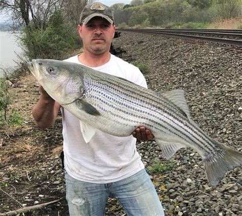 2018 Hudson River Striped Bass Fishing Action Kicks Into Gear Reader