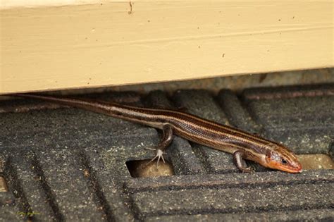 Brown Striped Skink Lizard Not So Welcome Visitor When I Flickr