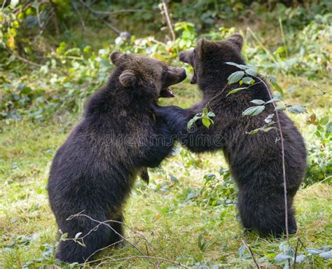 Two Brown Bear Cubs Play Fighting Stock Image Image Of Nature