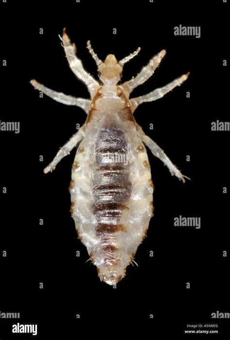 Dorsal View Of A Male Body Louse Pediculus Humanus Var Corporis Stock