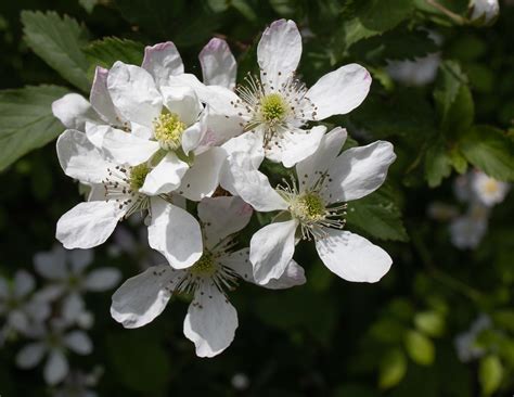 Rubus Pensilvanicus Wild Blackberry Dairy Farm Road Anne Flickr