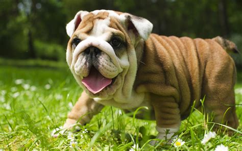 Download Wallpapers English Bulldog Lawn Happy Dog Cute Animals