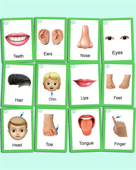 Parts Of The Body Flashcards For Children