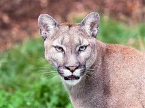 Breaking: Mountain lion spotted near Eby Creek and U.S. Highway 6 | VailDaily.com