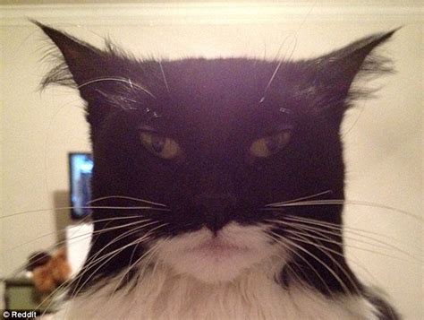 Photo Batman Reincarnated In Catman Funny Cat Resembles