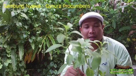 Finally we just managed to get some cuttings of pokok sambung nyawa (gynura procumbens merr) which is a herb native of south east asia and is herbaceous climber of forest margins and thickets. 01 Sambung Nyawa - YouTube