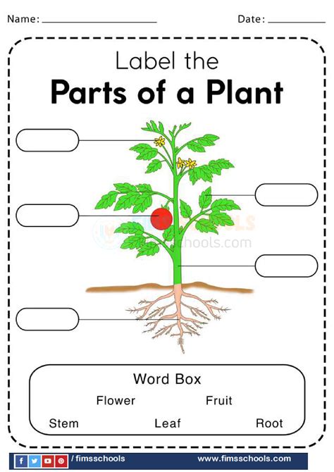 Parts Of A Plant Worksheets Page 5 Fims Schools