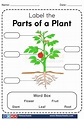 Parts of a plant worksheets – Page 5 – FIMS SCHOOLS