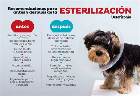 🏅campaña Esterilización Perros En Valencia Veterizonia