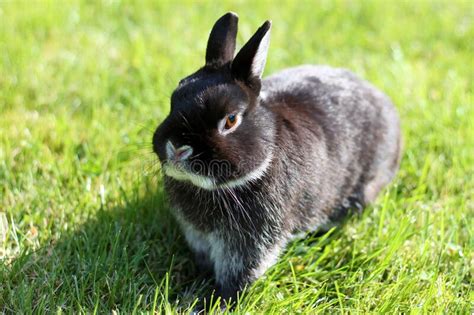 Little Black Rabbit On Green Grass Background Stock Image Image Of