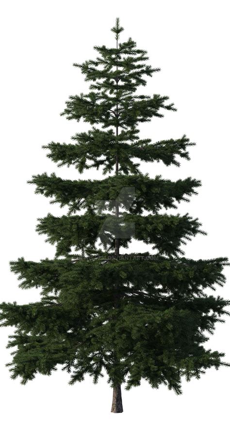 Large Pine Tree Png Overlay By Lewis4721 On Deviantart