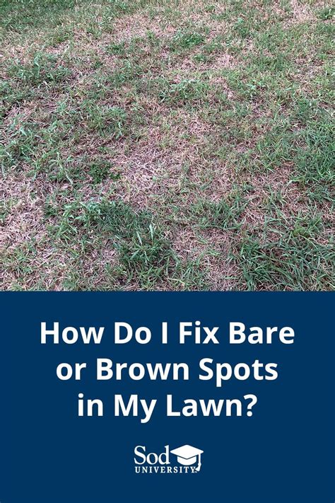 Have You Started Noticing Bare Or Brown Spots Throughout Your Lawn
