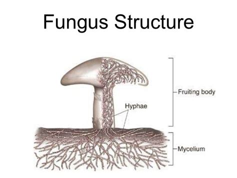 Biology Chp 21 Fungi Powerpoint
