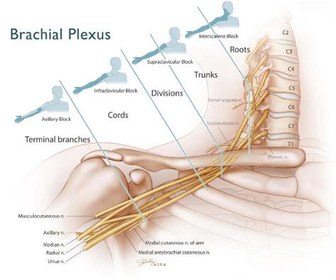 Upper Extremity Peripheral Nerve Blocks Brachial Plexus Anatomy My