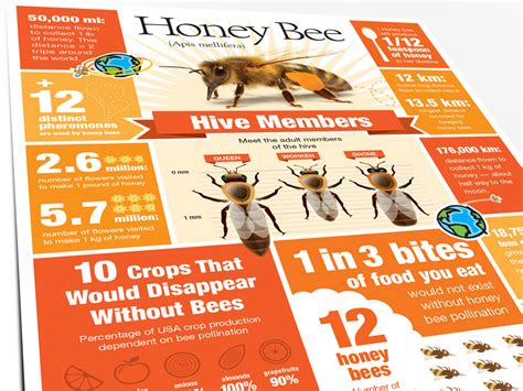 Honey Bee Facts Are Packed Into This Letter Page Infographic
